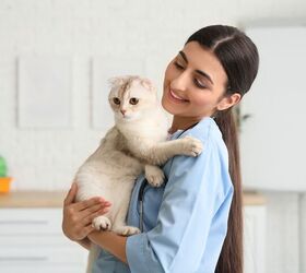 New Research Sheds More Light on Kidney Disease in Cats