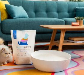 Why It’s Time To Change To A New Kitty Litter