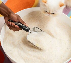 why its time to change to a new kitty litter