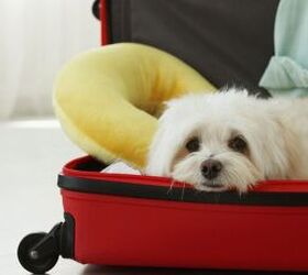 pet sitting vs kennels whats best for your dog or cat, Dog in suitcase image via Canva
