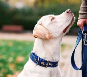 pet sitting vs kennels whats best for your dog or cat, Dog on leash image via Canva