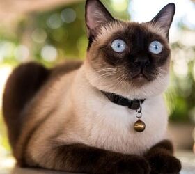 pet sitting vs kennels whats best for your dog or cat, Cat image via Canva