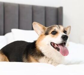 pet sitting vs kennels whats best for your dog or cat, Dog on bed image via Canva