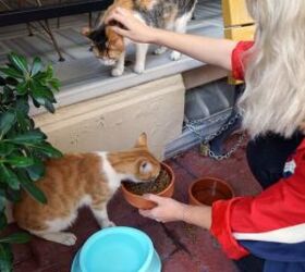 pet sitting vs kennels whats best for your dog or cat, Woman feeding cats image via Canva