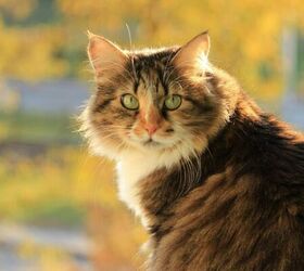 pet sitting vs kennels whats best for your dog or cat, Cat by window image via Canva