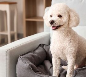 pet sitting vs kennels whats best for your dog or cat, Dog on sofa image via Canva