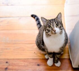 3 Signs Your Indoor Cat Is Bored (and How to Fix It)