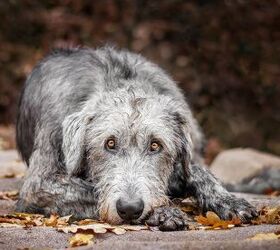 What Is a Vulnerable Dog Breed List?