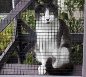 what every cat parent should know about feline immunodeficiency virus, Photo credit keldridge Shutterstock com
