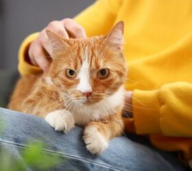 what every cat parent should know about feline immunodeficiency virus, Photo credit Pixel Shot Shutterstock com
