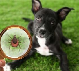 why even city dogs are at high risk in the new 2026 tick forecast, Photo credit New Africa Shutterstock com
