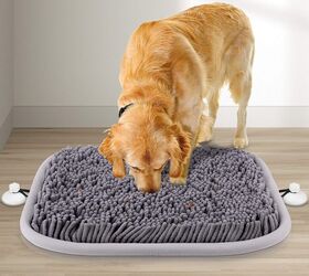 seasonal camping here s how to make sure rover is a good neighbour