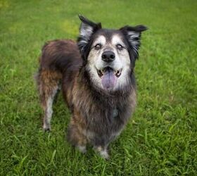 common signs of mobility loss in dogs that most parents miss, Photo credit Tara Lynn and Co Shutterstock com