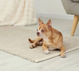 common signs of mobility loss in dogs that most parents miss, Photo credit New Africa Shutterstock com
