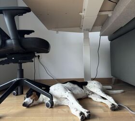 Want to Intro a Dog-Friendly Culture to Your Workplace? Read On.