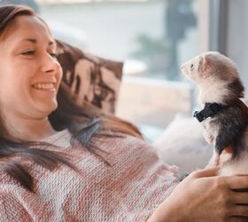 how to socialize your pet ferret, Dmytro Gilitukha Shutterstock