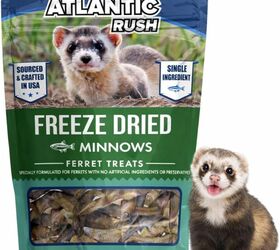 how to socialize your pet ferret