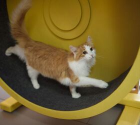 what are the pros and cons of cat exercise wheels, Vershinin89 Shutterstock