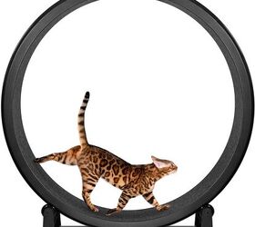 what are the pros and cons of cat exercise wheels