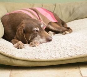 new guidelines for diagnosing cognitive decline in dogs, RelentlessImages Shutterstock