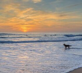sugar the surfing dog dies at age 16, Serhiy Stakhnyk Shutterstock