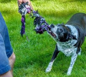 new study reveals the secret to a happier relationship with your dog, Photo credit K Quinn Ferris Shutterstock com