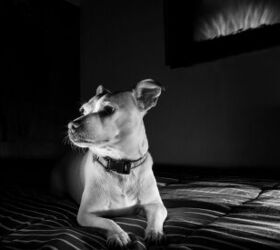 can dogs experience sundowner syndrome, photo credit VG Foto shutterstock com
