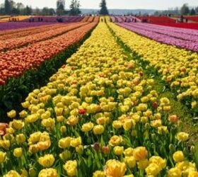 Tulip field - image via Canva
