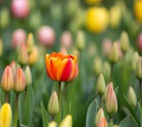 Tulips - image via Canva