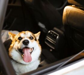 Happy dog in car - image via Canva