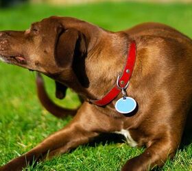 Dog scratching - image via Canva