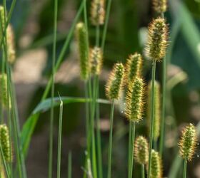 Wild grass - image via Canva