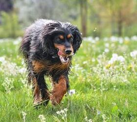 Dog running through grass - image via Canva