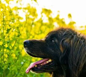 Dog with tongue out - image via Canva