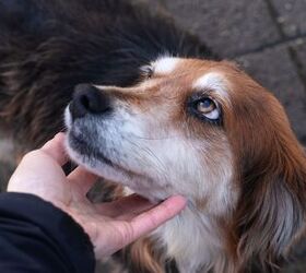 funding to california homeless shelters has allowe them to accept pets, photo credit savitskaya iryna shutterstock com