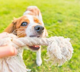 why learning your dogs play style matters for their quality of life, Photo credit Mattias Kvist Shutterstock com