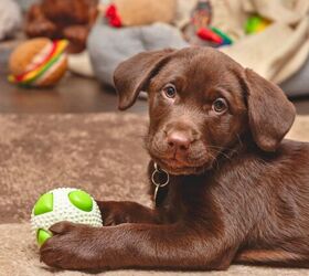 why learning your dogs play style matters for their quality of life, Photo credit Kev Gregory Shutterstock com