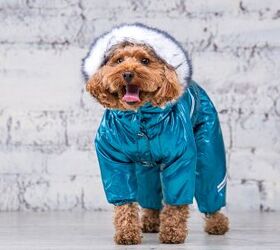 have we coddled the survival instinct out of our dogs, photo credit foto and video shutterstock com