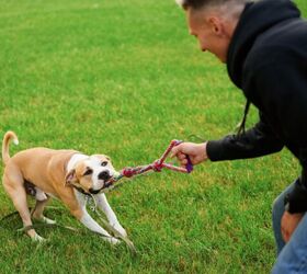 is tug of war bad for dogs a guide to safe play for your pup, Photo credit Aleksandr Khmeliov Shutterstock com