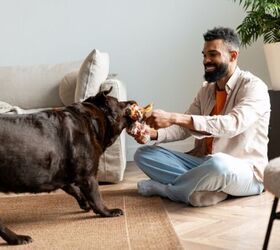 is tug of war bad for dogs a guide to safe play for your pup, Photo credit AYO Production Shutterstock com