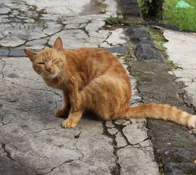 Feline Parasites: How to Prevent an Infestation This Summer