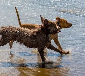Ocean Safety Tips: How to Keep Your Pup Safe Swimming in the Sea