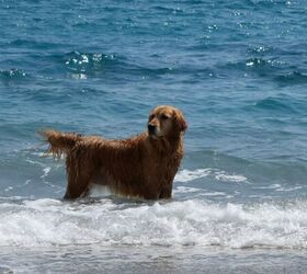 Dog in the ocean - image via Canva