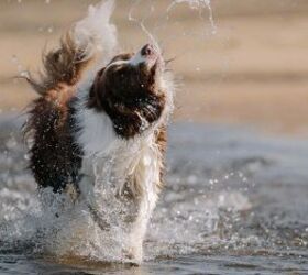 Dog shaking water from coat - image via Canva