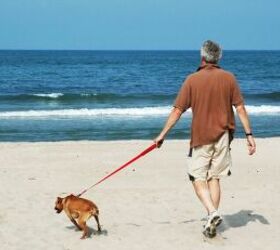 Dog and owner walking on beach - image via Canva