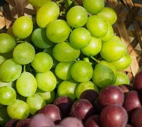 Grapes - image via Canva