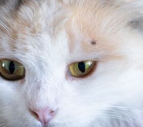 bobcat fever caused by ticks is a threat to pet cats, Simol1407 Shutterstock