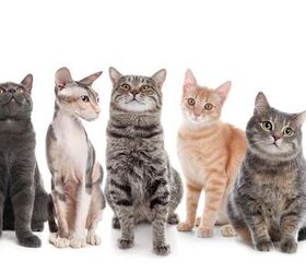 cat fanciers association releases list of popular cat breeds of 2026, New Africa Shutterstock