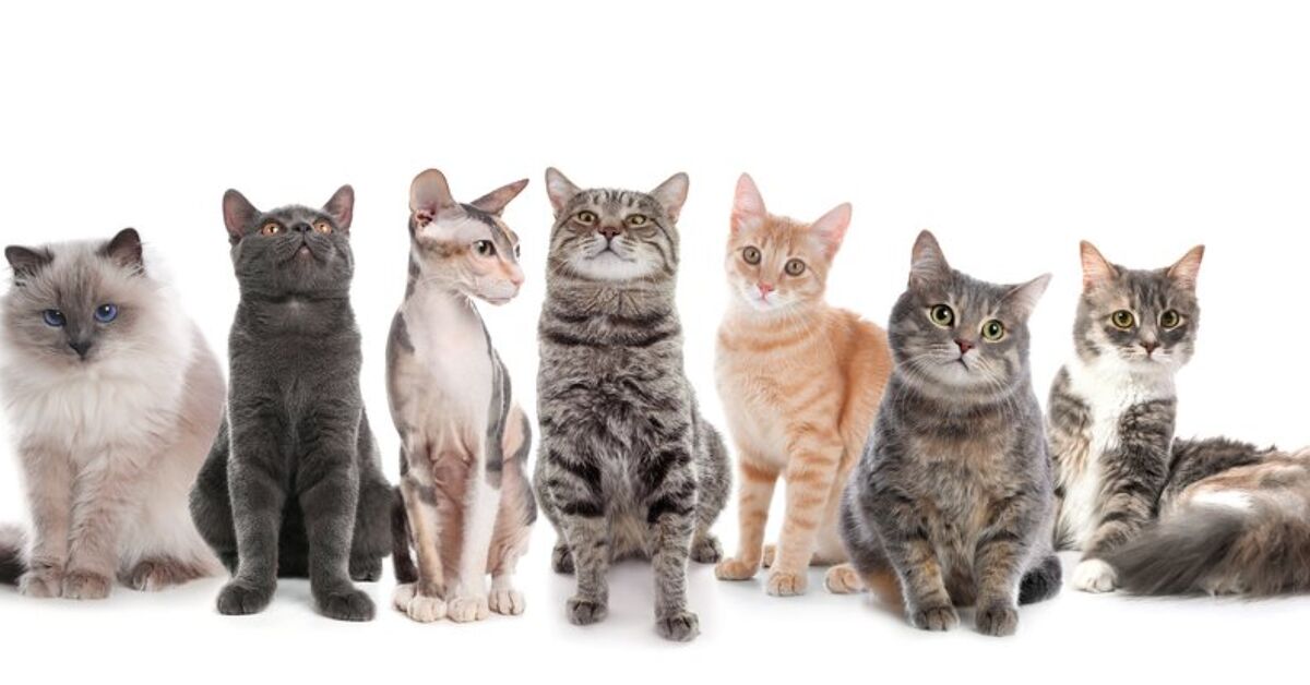 Cat Fanciers Association Releases List Of Popular Cat Breeds Of 2026 cat-fanciers-association-releases-list-of-popular-cat-breeds-of-2026