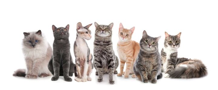 Cat Fanciers Association Releases List Of Popular Cat Breeds Of 2026 Cat Fanciers Association Releases List Of Popular Cat Breeds Of 2026